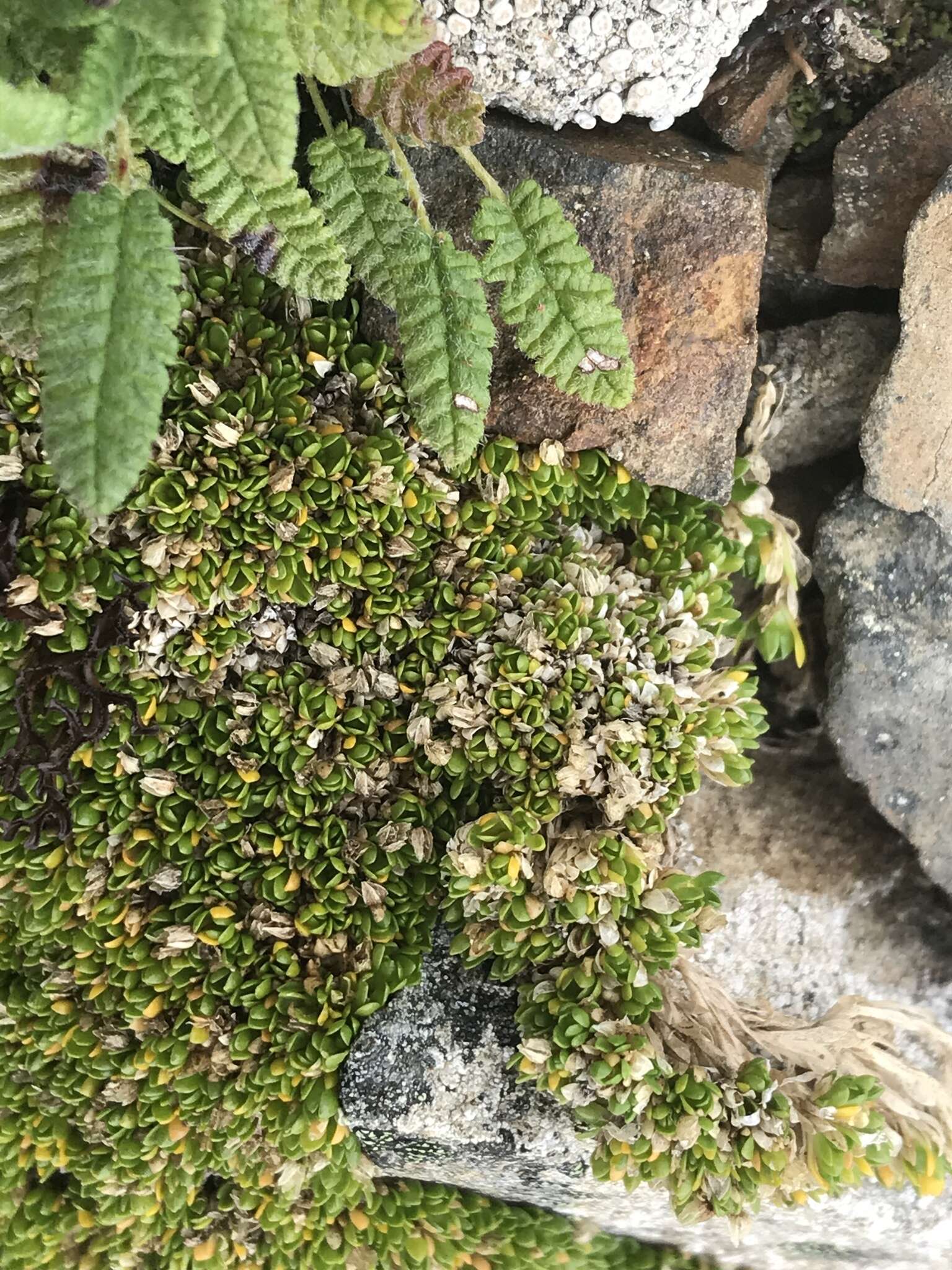 Plancia ëd Stellaria dicranoides (Cham. & Schltdl.) Fenzl