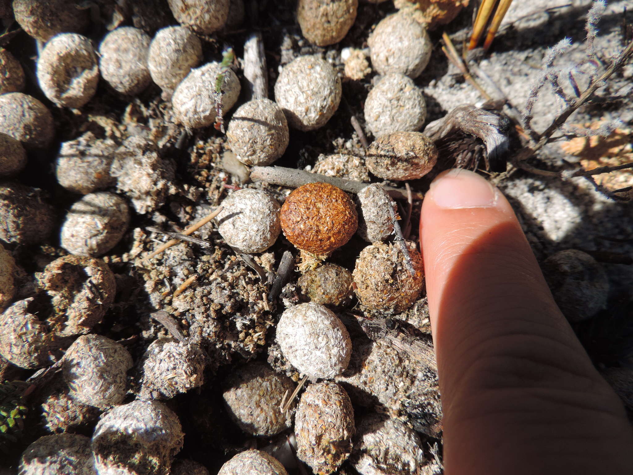 Image of Hewitt's Red Rock Hare