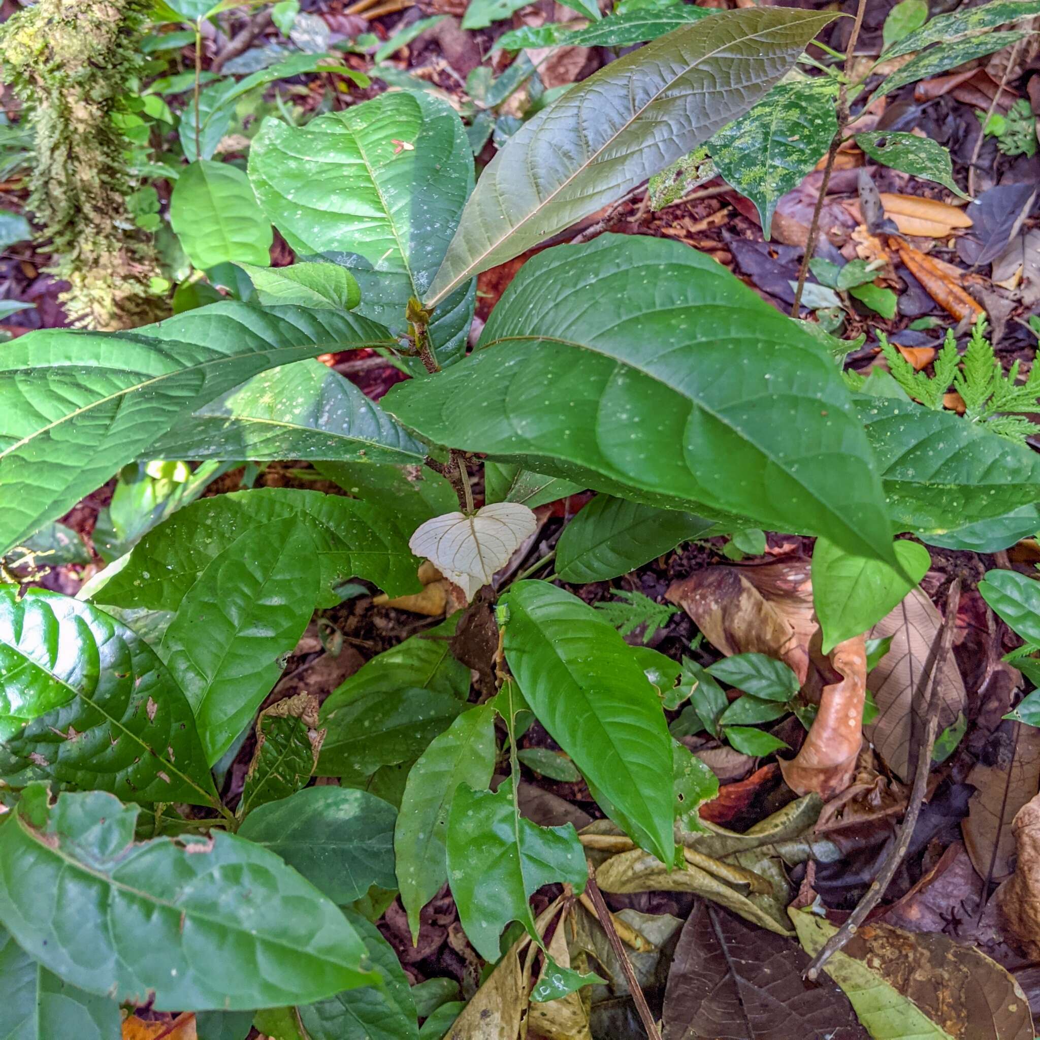 Image of Dalechampia spathulata (Scheidw.) Baill.