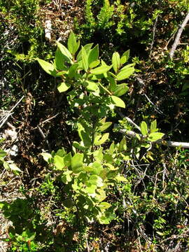 Image of Gaultheria insana (Molina) D. J. Middleton