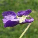 Image of Viola scabra Braun