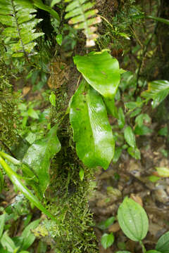 Image of Anetium citrifolium (L.) Splitg.