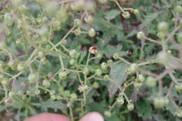 Image of Scrophularia heterophylla Willd.