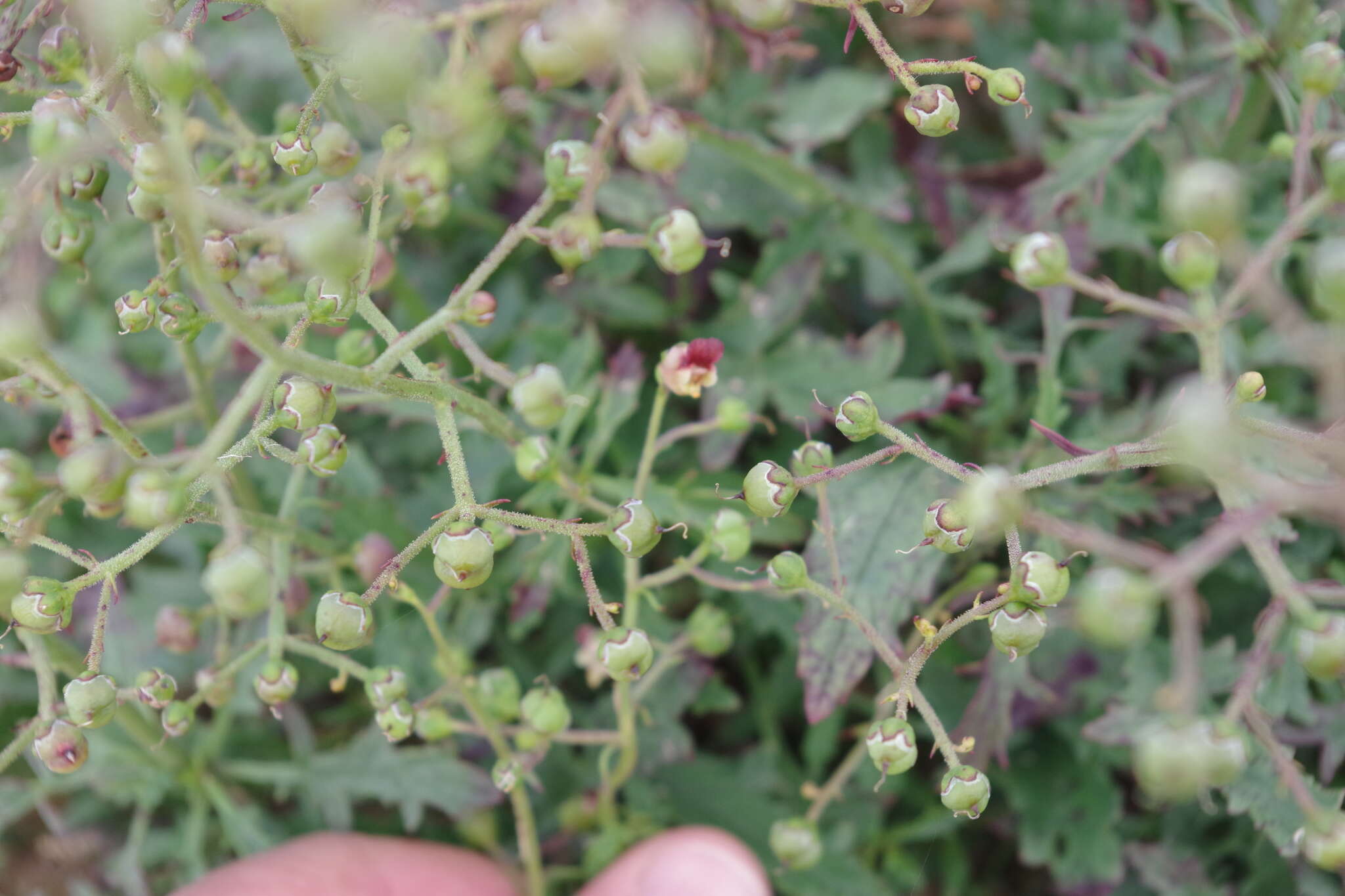 Image of Scrophularia heterophylla Willd.