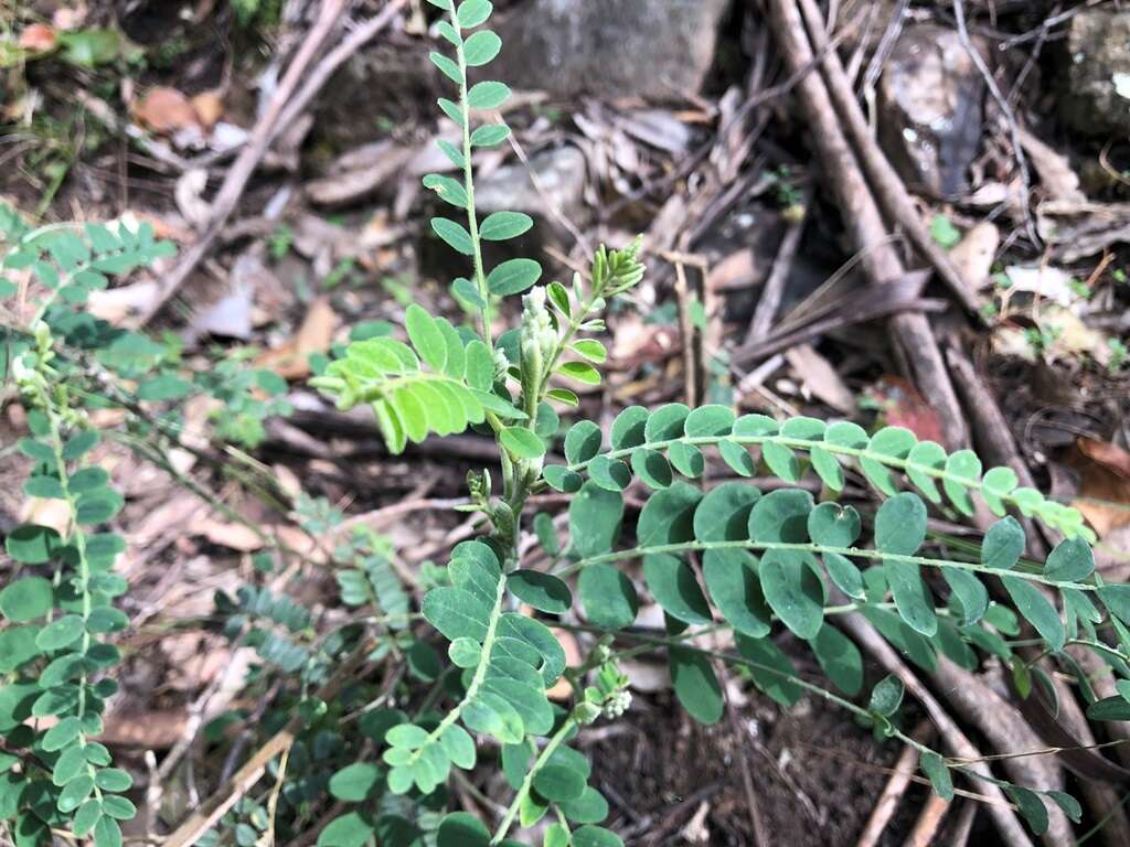 Image of Sophora fraseri Benth.