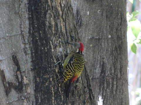 Image of Hispaniolan Woodpecker