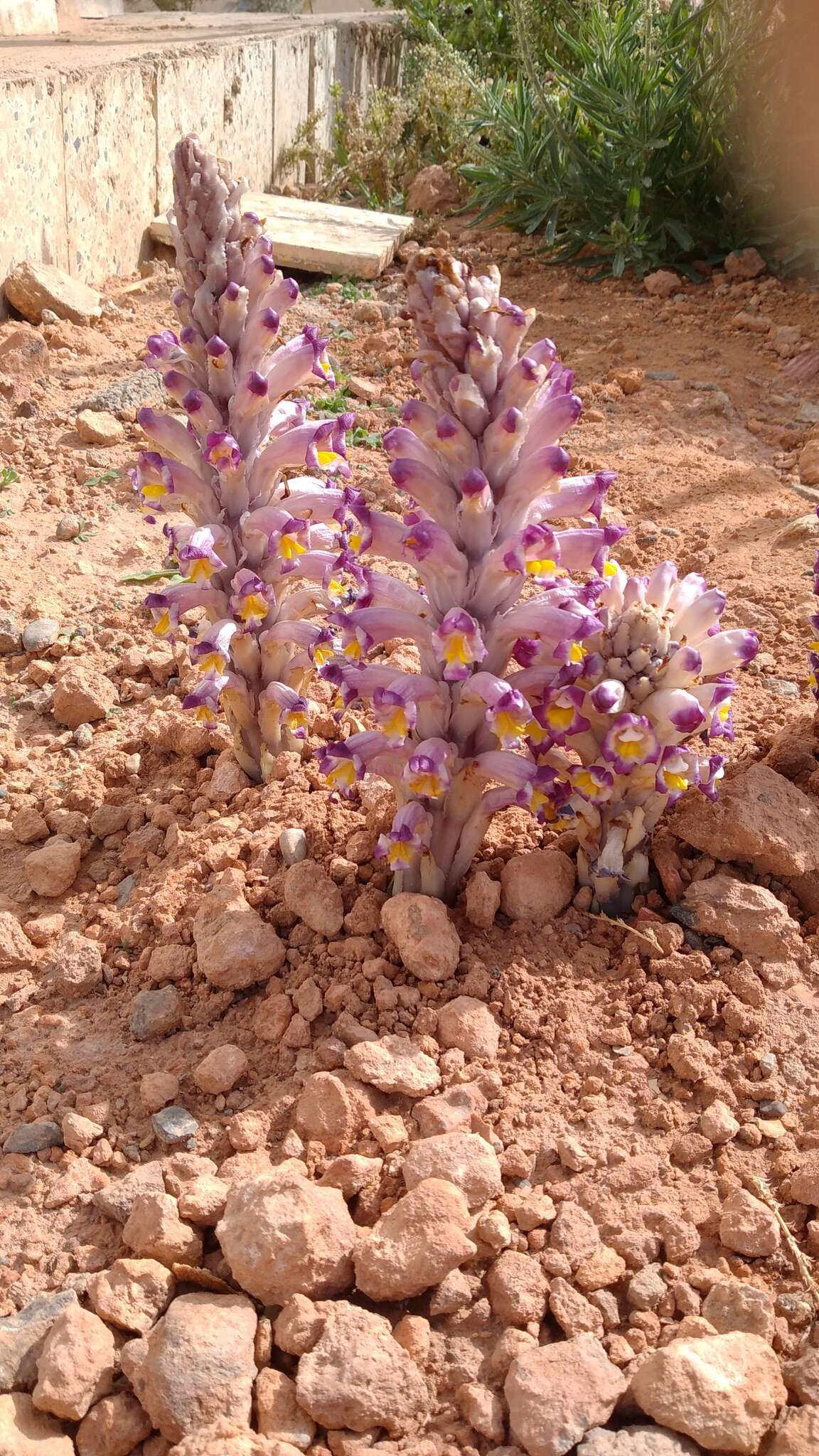 Image of Cistanche violacea (Desf.) G. Beck