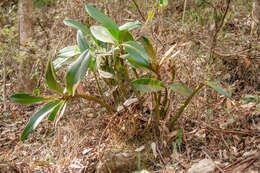 Image of Dendrobium speciosum var. hillii Mast.