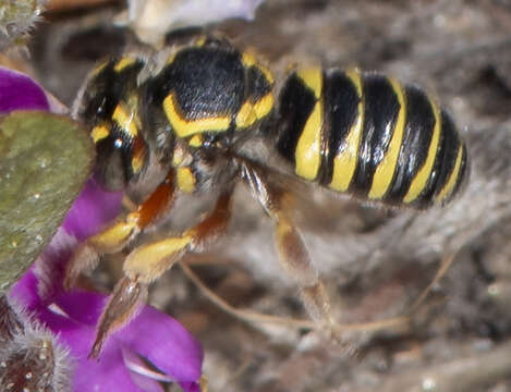 Image of Trachusa crassipes (Cresson 1878)