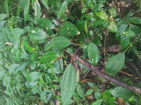 Image of Pilea somae Hayata