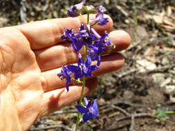 Image of zigzag larkspur