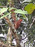 Image of Cinnamon Woodpecker