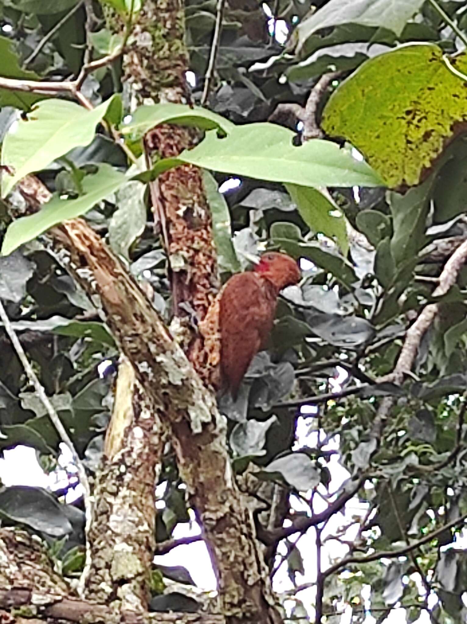 Image of Cinnamon Woodpecker