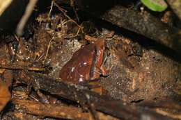 Image of Bleating Frogs