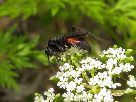 Image of Anoplius infuscatus (Vander Linden 1827)