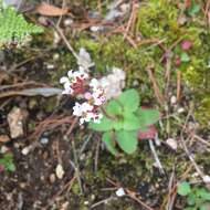 Plancia ëd Micranthes eriophora (S. Wats.) Small