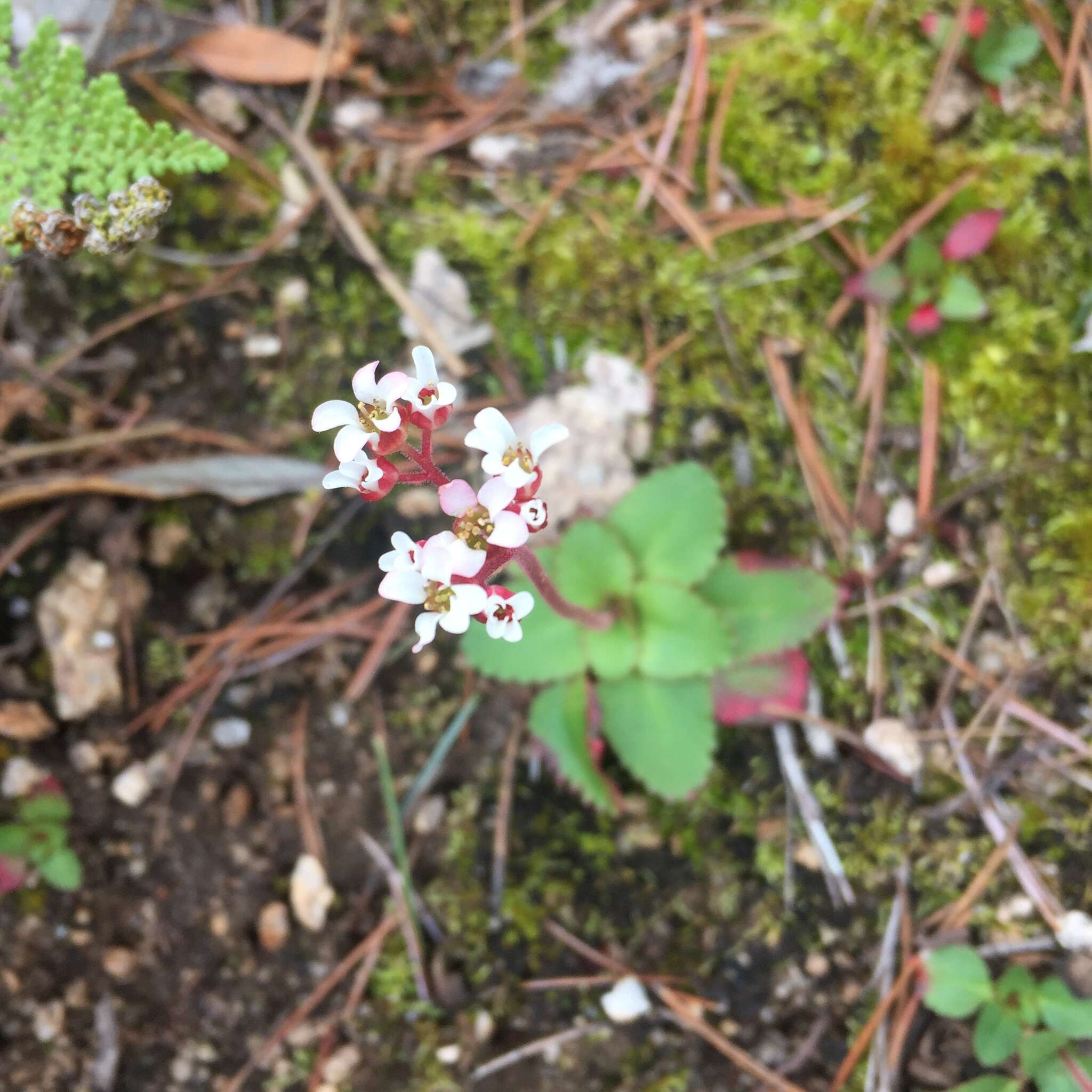 Plancia ëd Micranthes eriophora (S. Wats.) Small