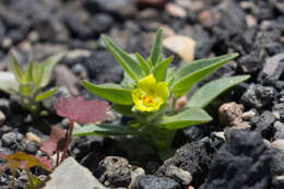 Image of golden desert-snapdragon