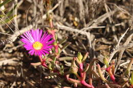 Image of Jordaaniella maritima (L. Bol.) van Jaarsv.