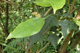 Image of Dendropanax dentiger (Harms) Merr.