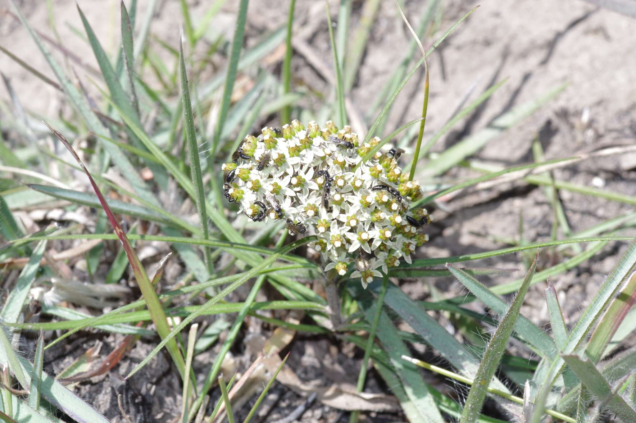 Image de Xysmalobium involucratum (E. Mey.) Decne.