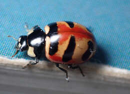 Image of Coccinella trifasciata perplexa Mulsant 1850