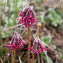 Plancia ëd Primula tangutica Duthie