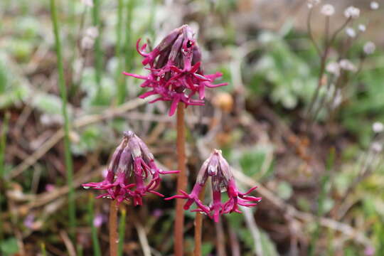 Plancia ëd Primula tangutica Duthie