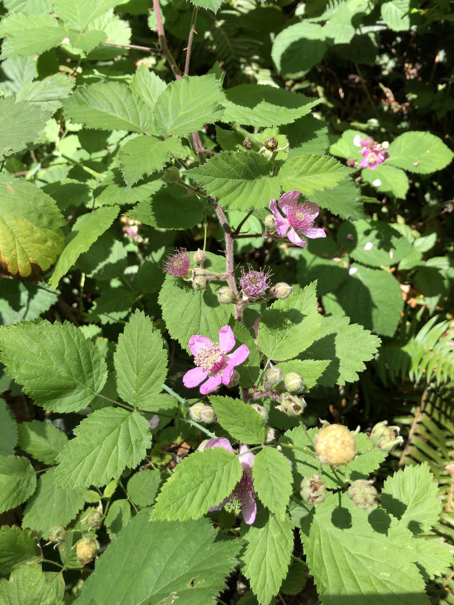 Слика од Rubus vestitus Weihe & Nees