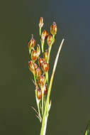 Image of Juncus gracillimus (Buch.) V. I. Krecz. & Gontsch.