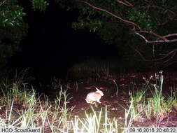 Image of Mexican Cottontail