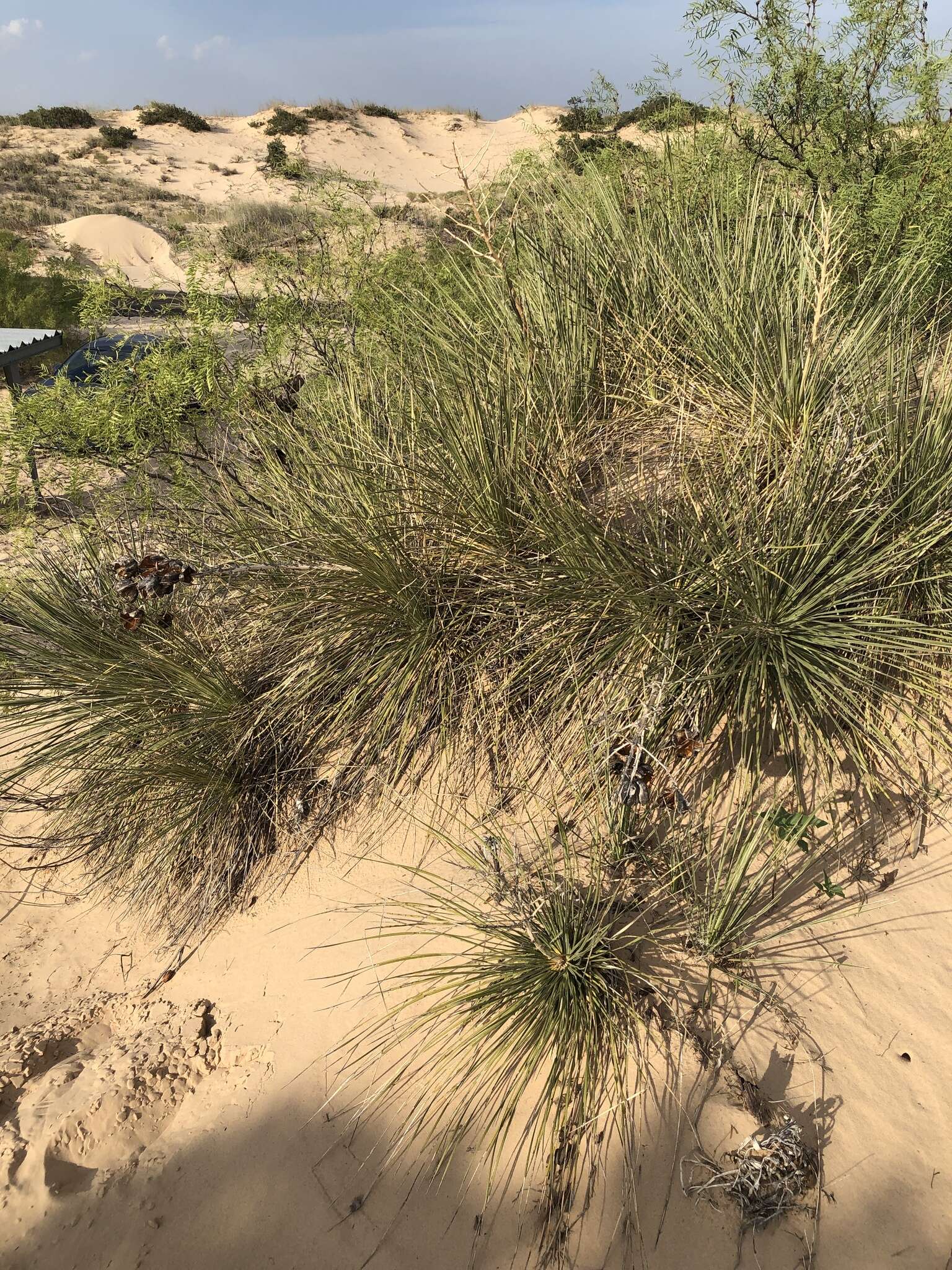 Image of plains yucca