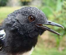 Image of Southern Chestnut-tailed Antbird