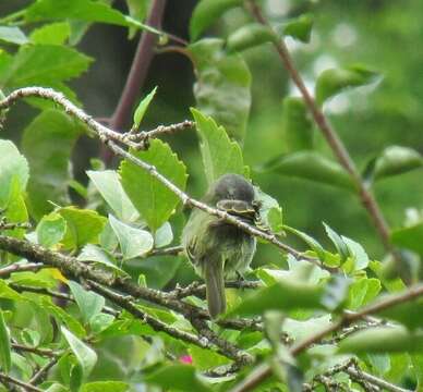 Image of Guianan Tyrannulet