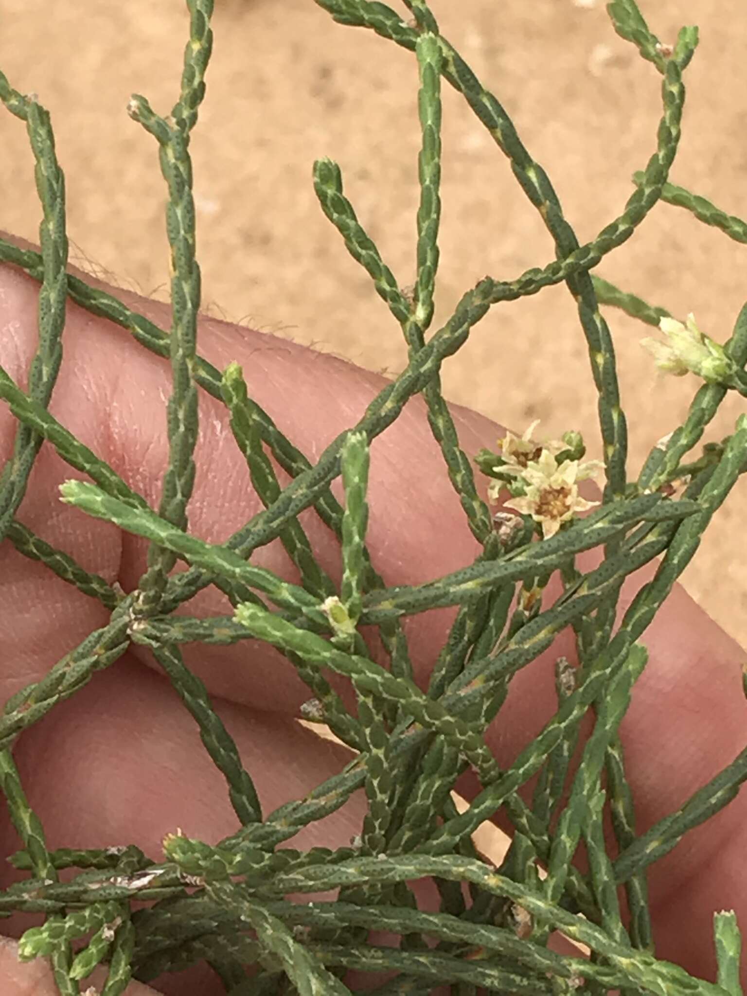 Image of Diosma ramosissima Bartl. & Wendl. fil.