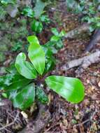 Image of Pseudowintera axillaris (J. R. & G. Forst.) Dandy