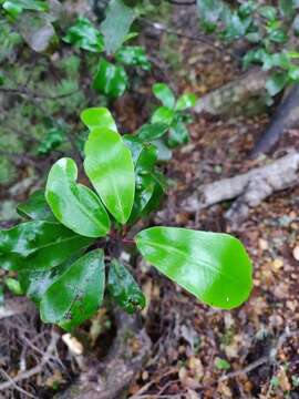 Image of Pseudowintera axillaris (J. R. & G. Forst.) Dandy