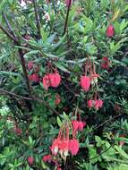 Image of Chilean Lantern Tree