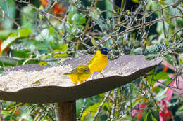 Image of Bertram's Weaver