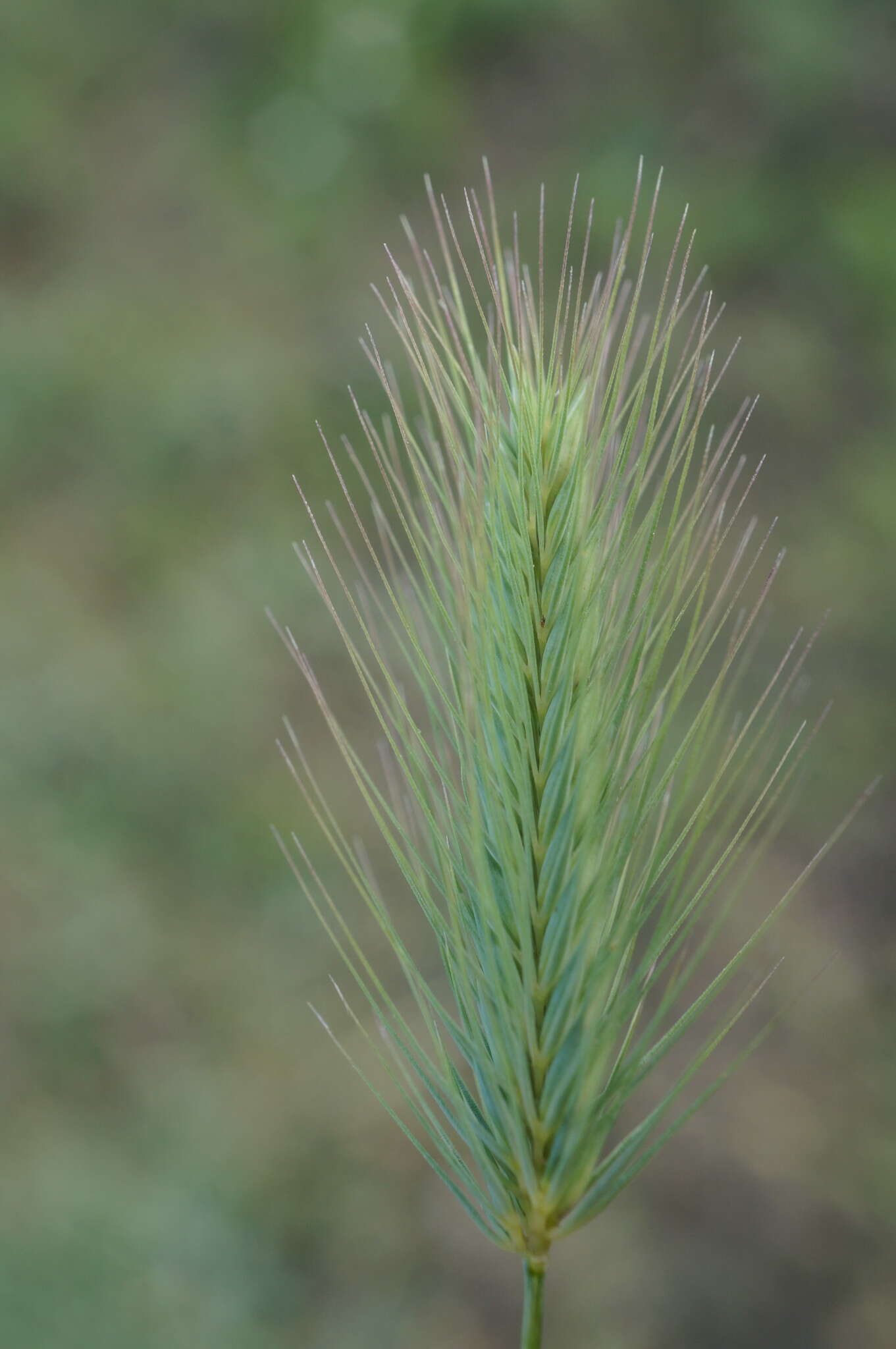 Plancia ëd Hordeum marinum subsp. gussoneanum (Parl.) Thell.