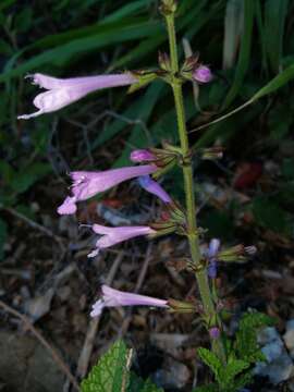 Imagem de Salvia scabra Thunb.