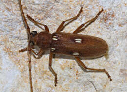 Image of Ivory-marked Beetle