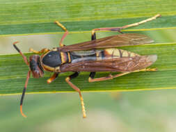 Image of Polistes cavapytiformis Richards 1978