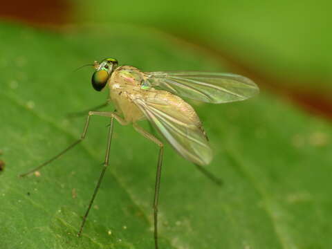 Image de Amblypsilopus dorsalis (Loew 1866)