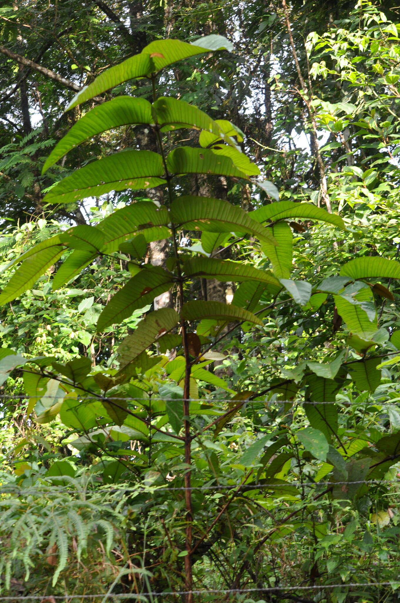 Image of Vismia macrophylla Kunth