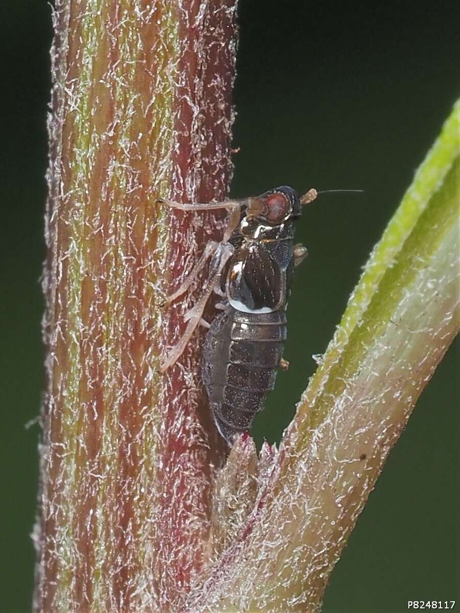 Image of Pissonotus piceus (Van Duzee 1894)