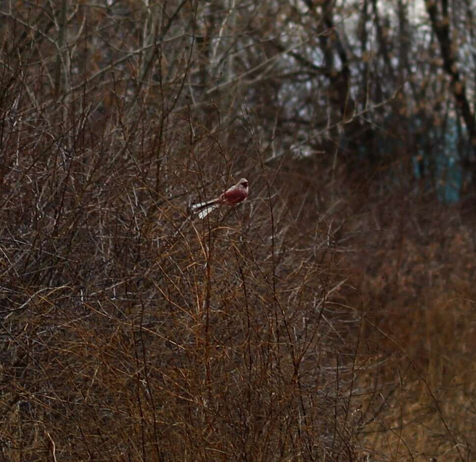 Image of Long-tailed Rosefinch