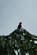 Image of Black-winged Bishop