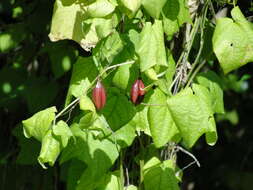 Imagem de Passiflora rubra L.