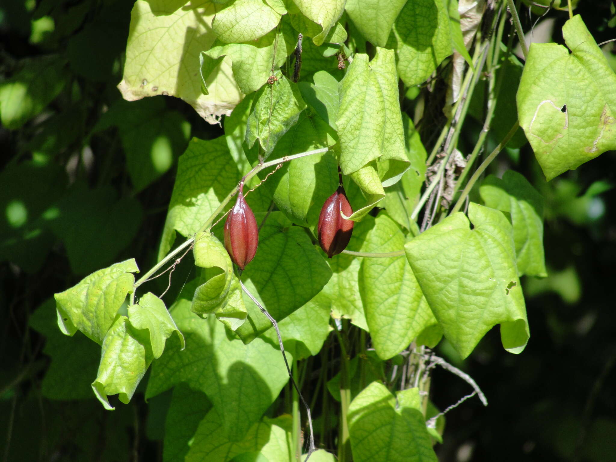 Image de Passiflora rubra L.